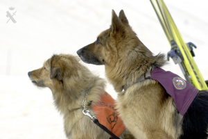 Recurso alzada contra convocatoria comisi&oacute;n de servicio Experto cinol&oacute;gico